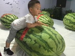 濮阳吃瓜群众事件